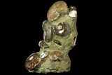 Tall, Composite Ammonite Cluster #117487-1